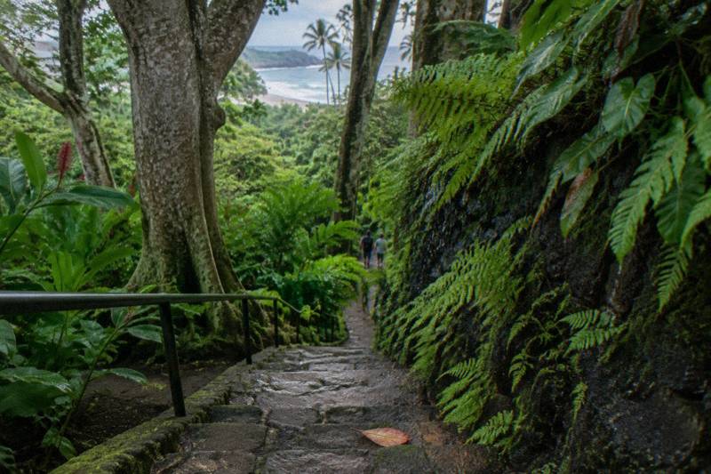 Allerton Garden Guided Walk