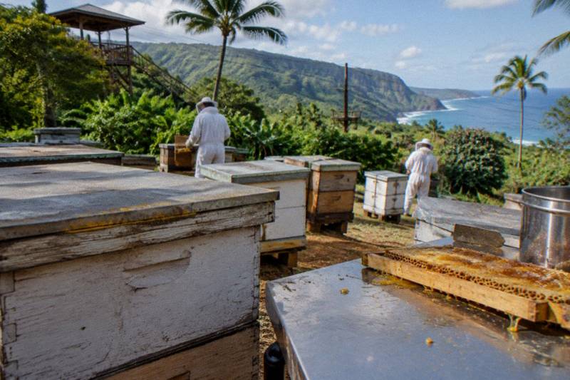 Honey and Bee Tour