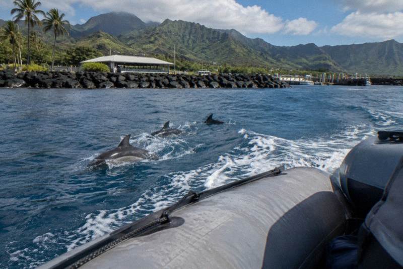 Whale and Dolphin Zodiac Boat