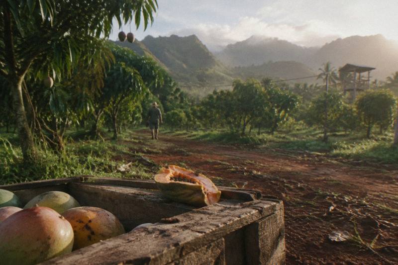 Pick Your Own Tropical Fruit
