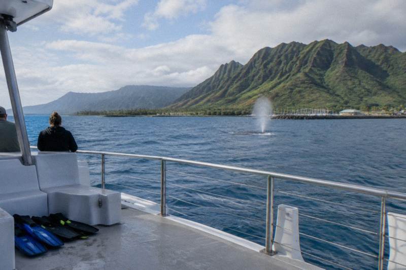Private Whale Watch and Snorkel