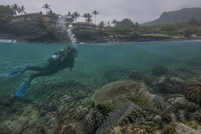 Certified Turtle Shore Dive