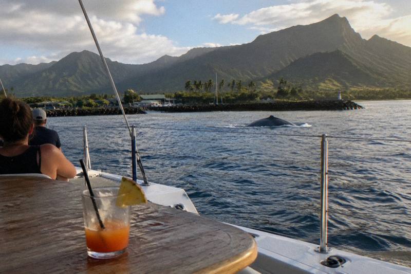 Whale Watch Cocktail Cruise