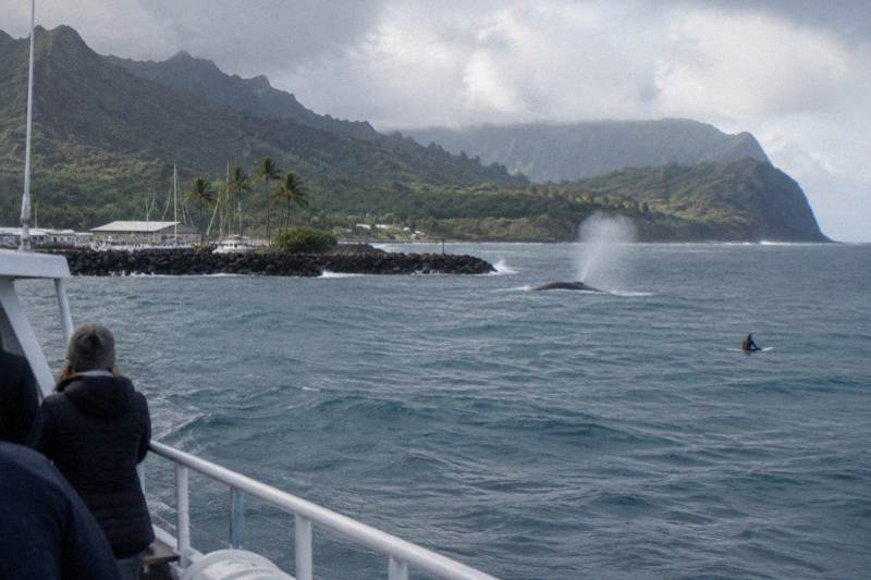 Winter Whale Watching