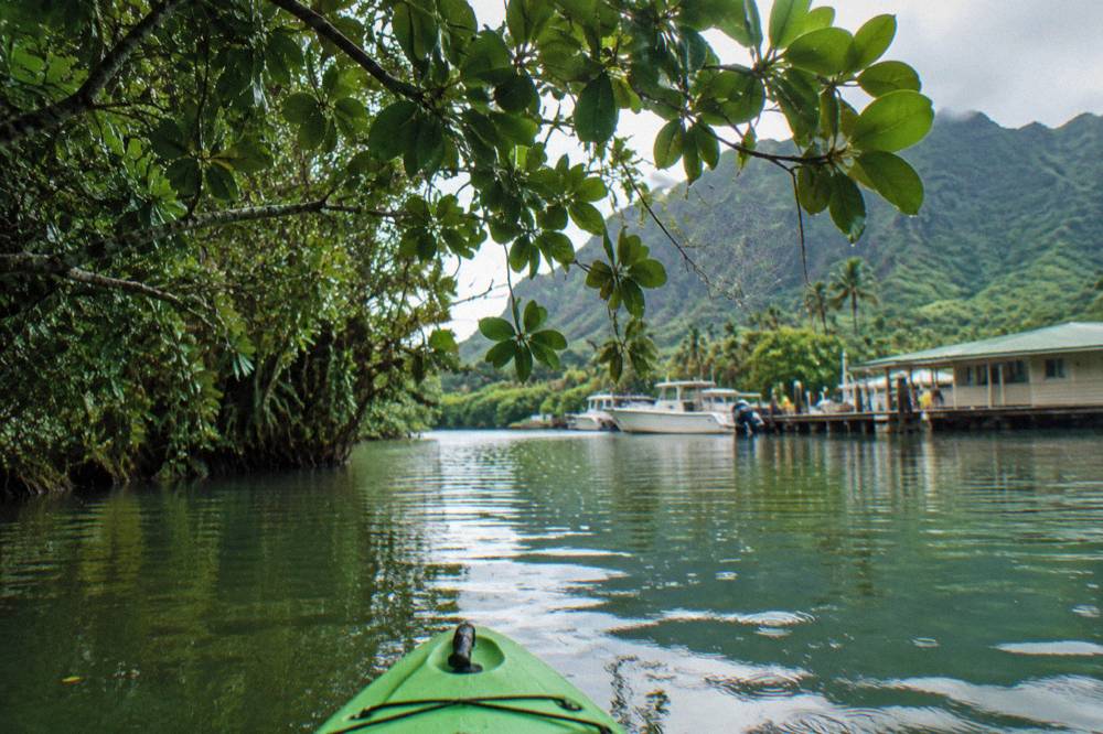A narrow jungle river channel with overhanging trees and still green water