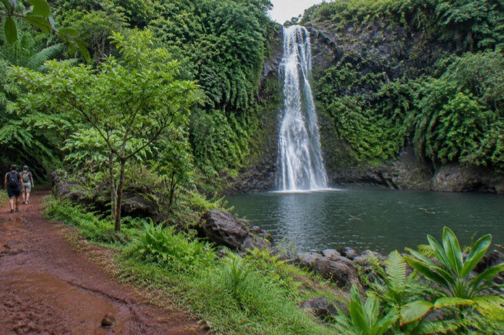A waterfall dropping into a green pool surrounded by dense tropical foliage