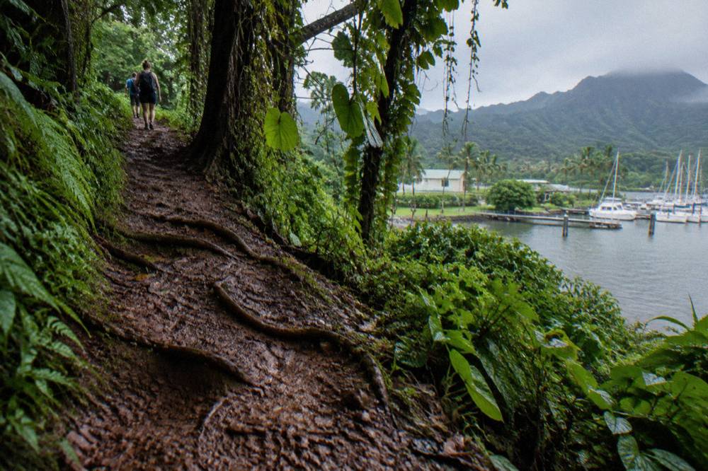 A narrow jungle trail of red mud winding between tall trees and hanging vines