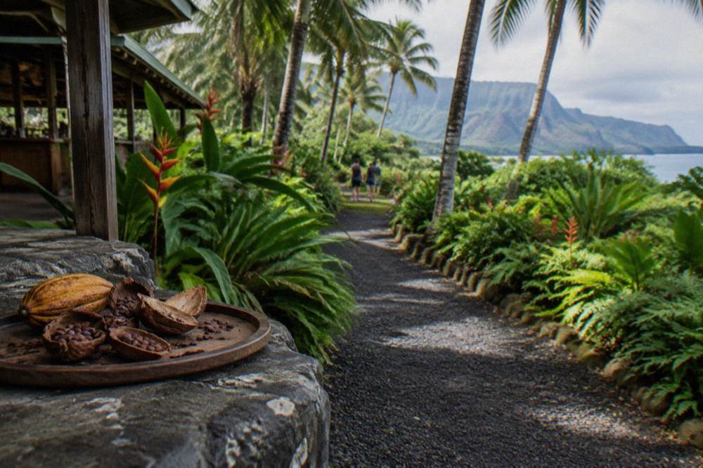 A shaded tropical garden path lined with palms, heliconia and dense ferns