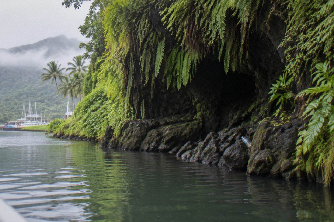 A lava tube grotto covered in hanging ferns above a calm jungle river on Kauai