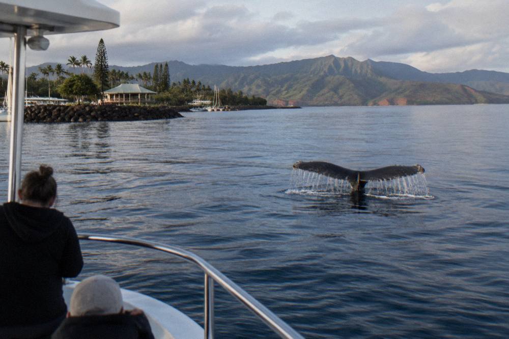 A whale tail fluke rising above calm blue ocean water near a distant shoreline