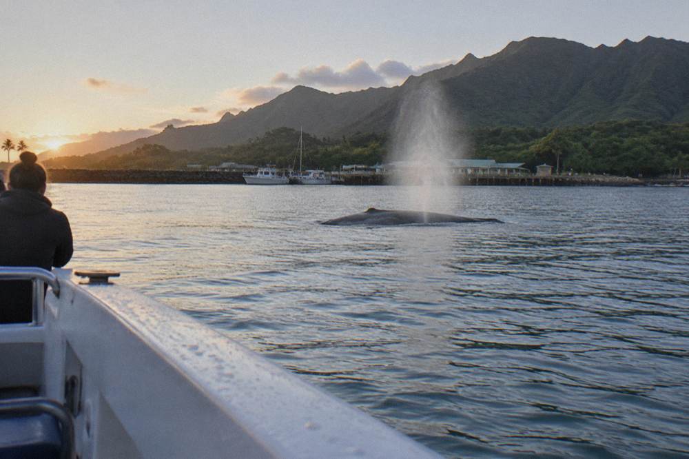 A whale spout rising as a dark whale back breaks the surface of blue water