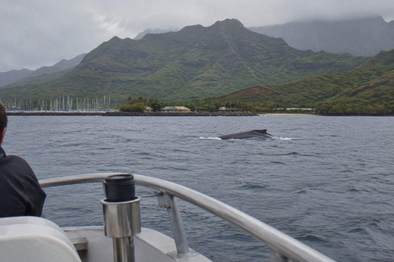 A humpback whale surfacing in open ocean water off a green island coastline