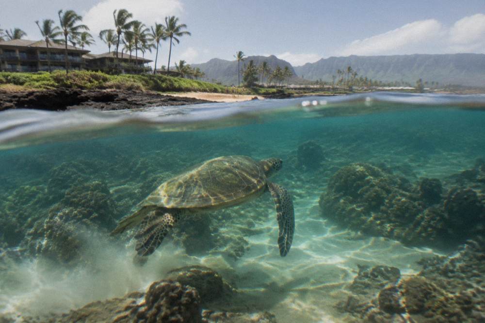 A green sea turtle swimming over a shallow coral reef in clear water