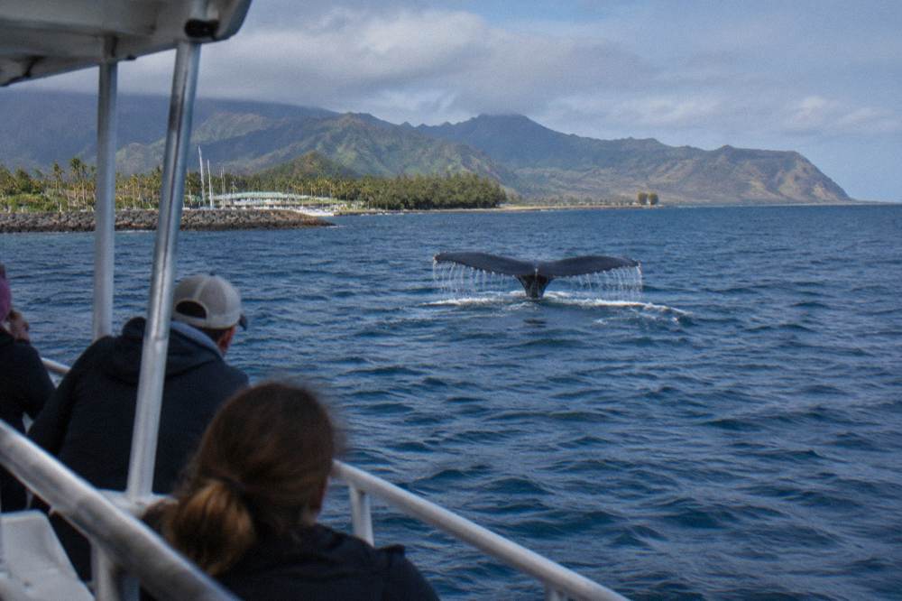 A whale tail breaking the surface of open blue ocean near a distant shoreline
