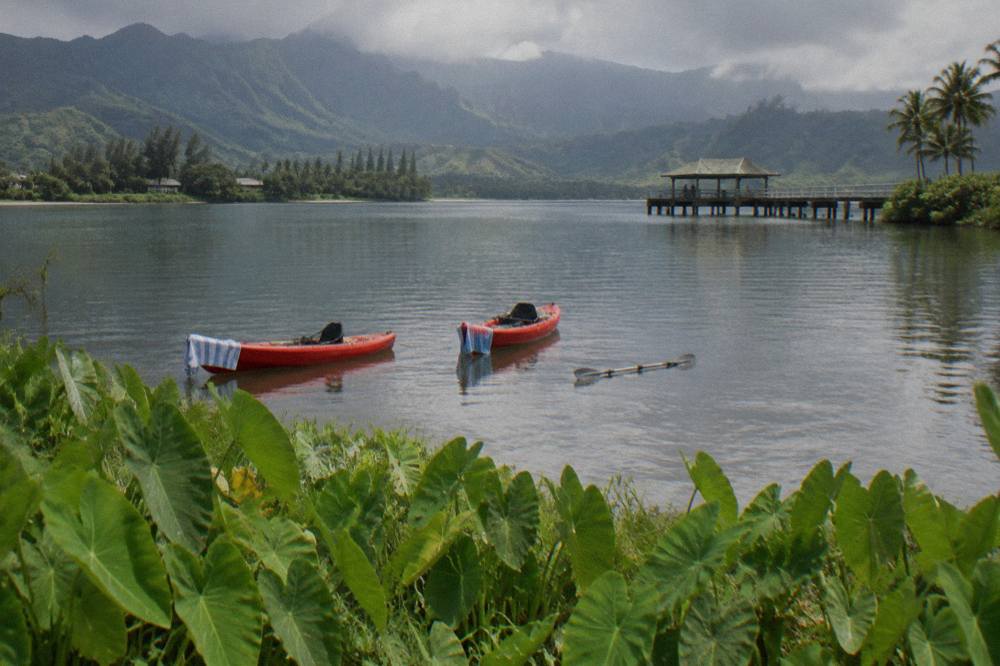 Two kayaks floating on a glassy river between green taro fields