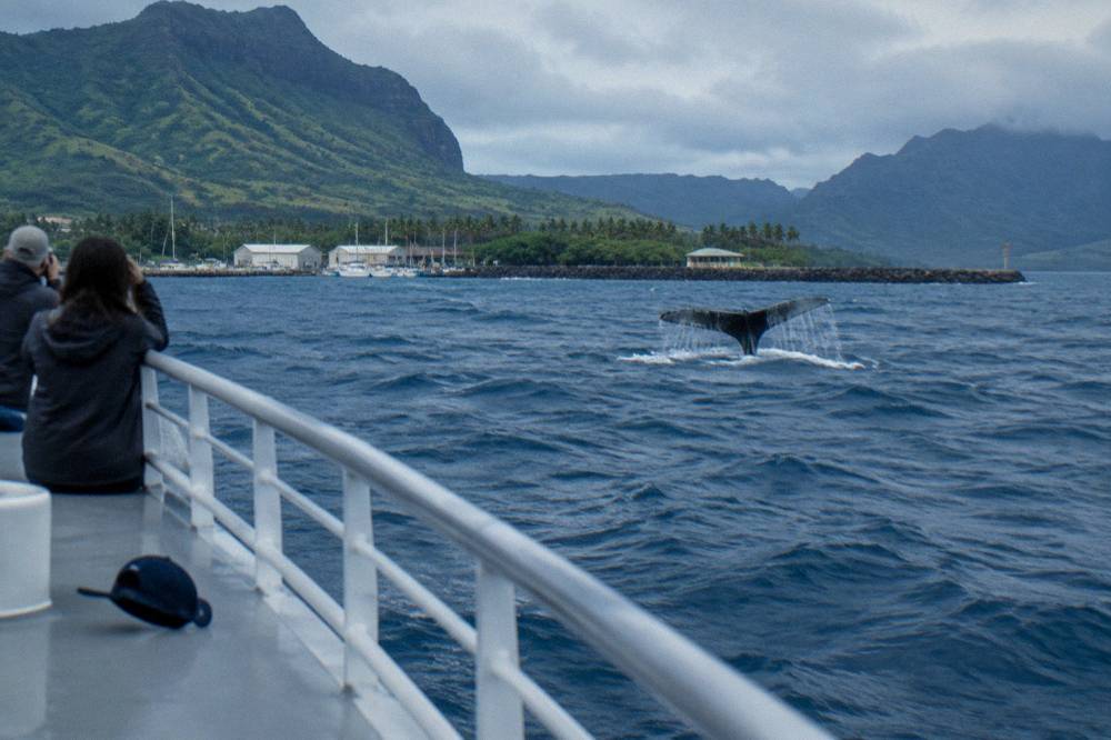 A whale tail breaking the surface of open ocean water at a distance.