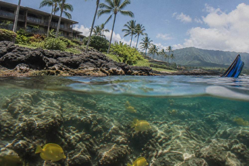 Clear shallow water over a coral reef with fish near a rocky shoreline