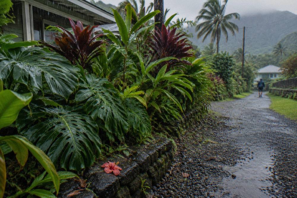 Rain falling on a dense tropical garden with broad green leaves.