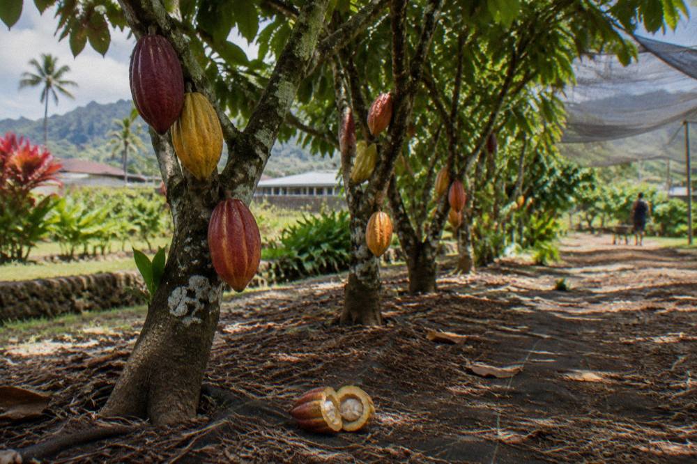 Rows of young cacao trees with red and yellow pods growing in a shaded Kauai orchard