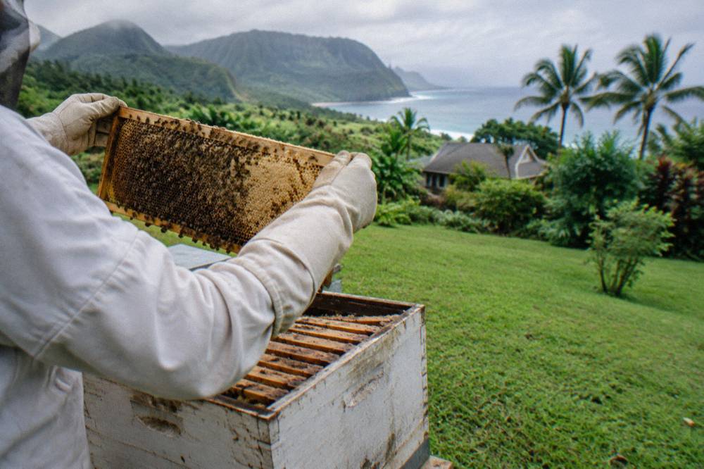 Wooden frames of honeycomb held up beside a hive box on a tropical farm