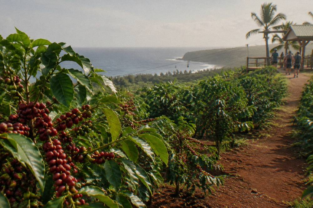 Coffee orchard rows on a hillside with red cherries ripening on the branches