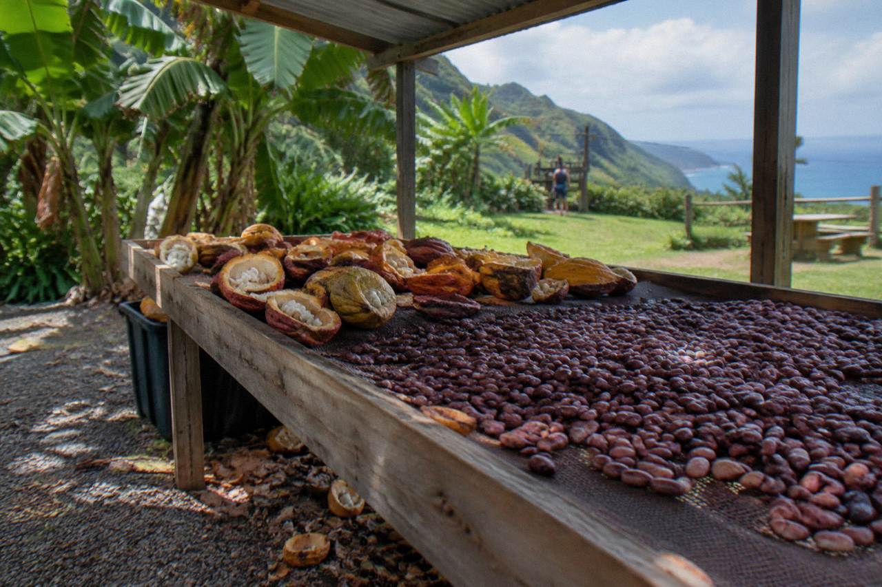 Cacao pods and broken-open beans drying on a wooden rack at a Kauai farm
