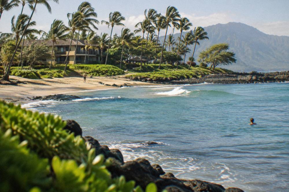 Small clean waves peeling across a sheltered bay with palm trees along the shore