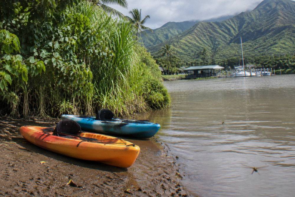Kayaks pulled up on a muddy riverbank beside a wall of tall green vegetation