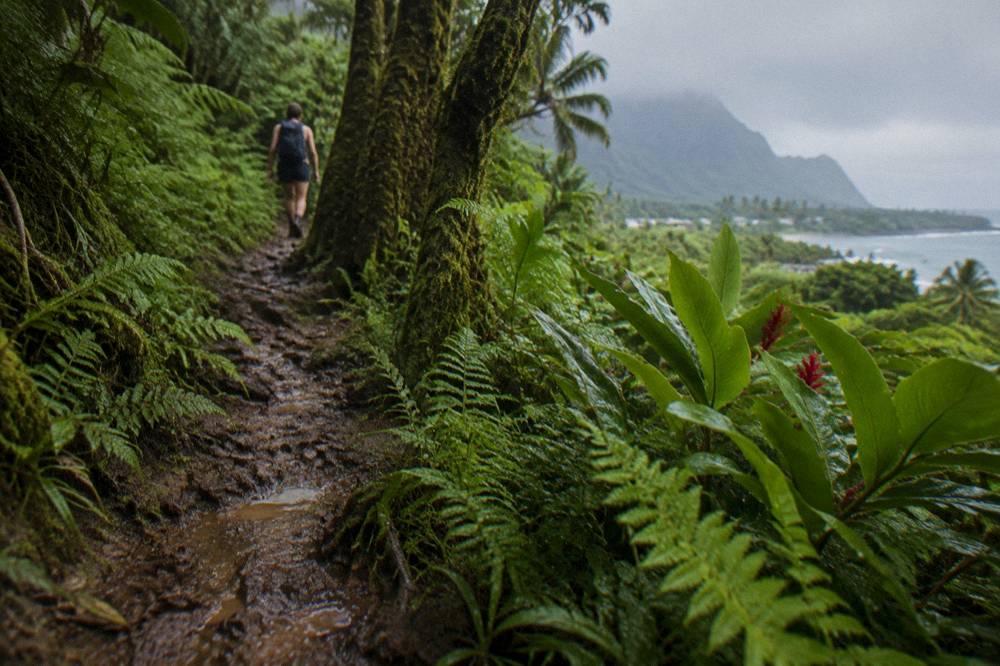 A narrow muddy trail winding through a dense fern filled rainforest valley