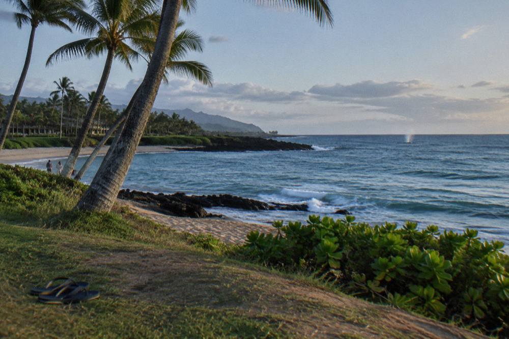 A whale spout visible on the horizon beyond a tropical shoreline with palm trees