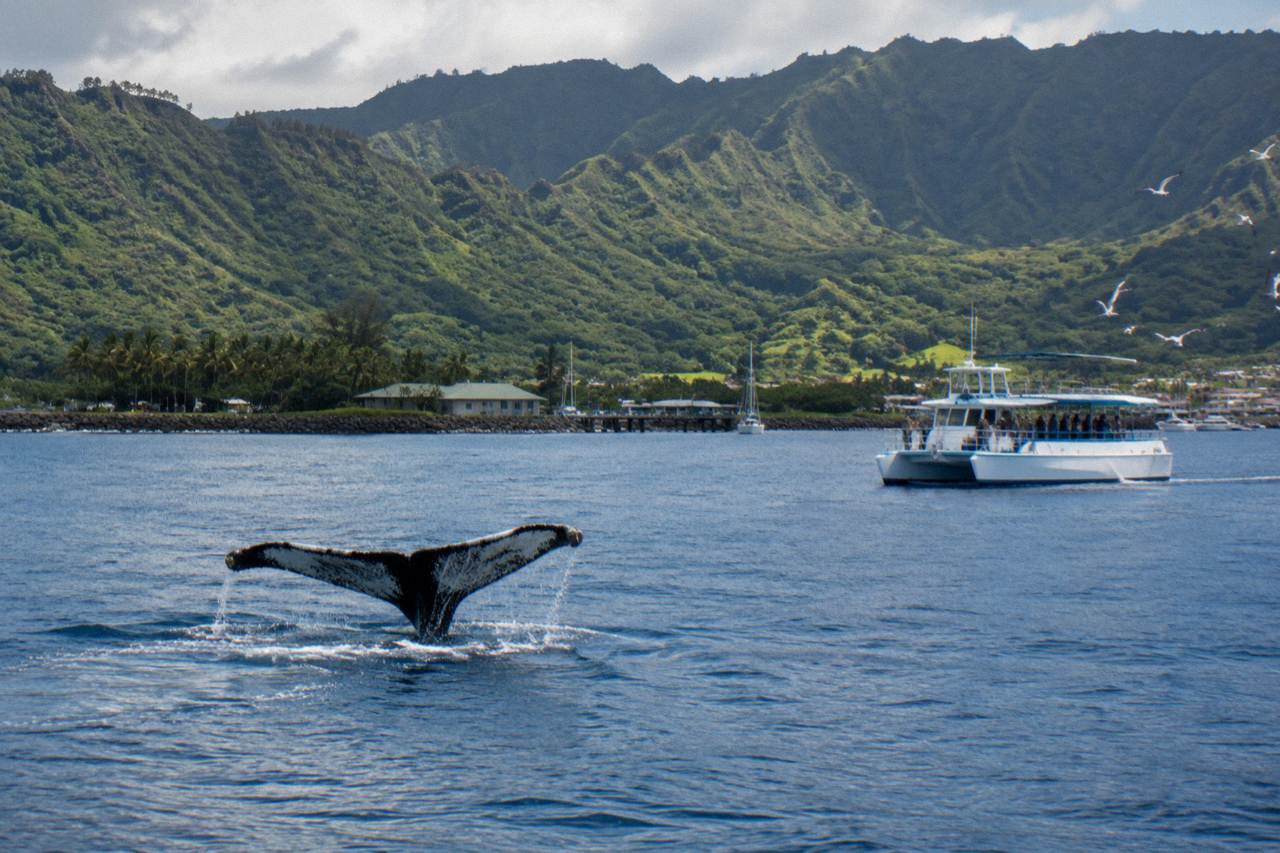 A humpback whale fluke rising above calm Pacific water off a green island coastline