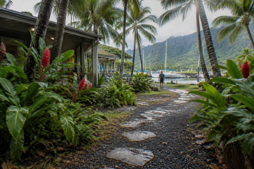A quiet tropical garden path lined with palm trees and flowering plants