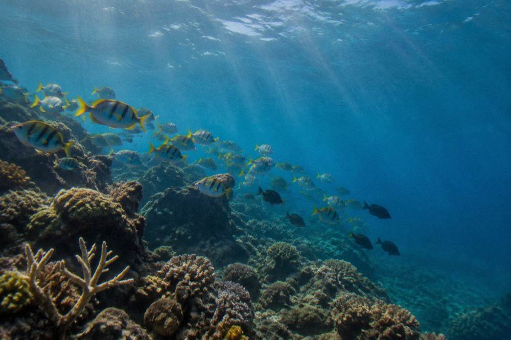 A school of tropical fish over a healthy coral reef in deep blue clear water