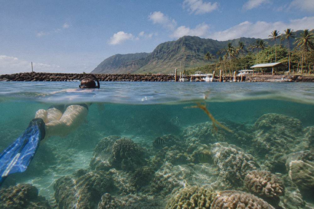 Calm turquoise water over a coral reef with fish near the surface