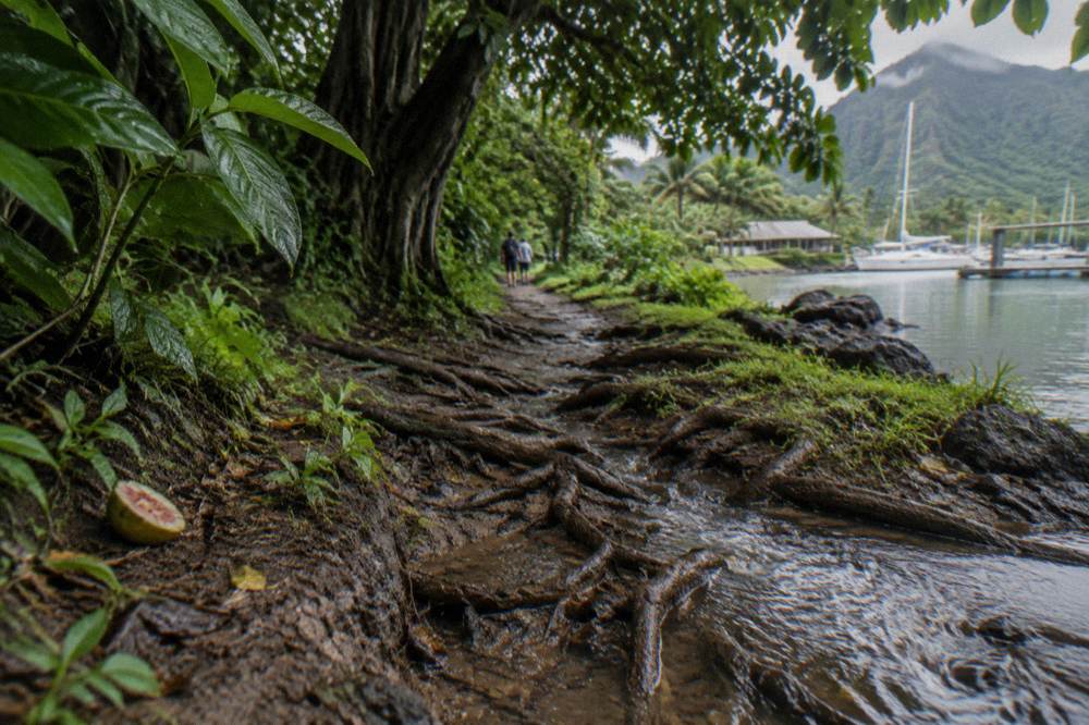 A dense jungle trail with exposed roots and a shallow stream crossing under a leafy canopy