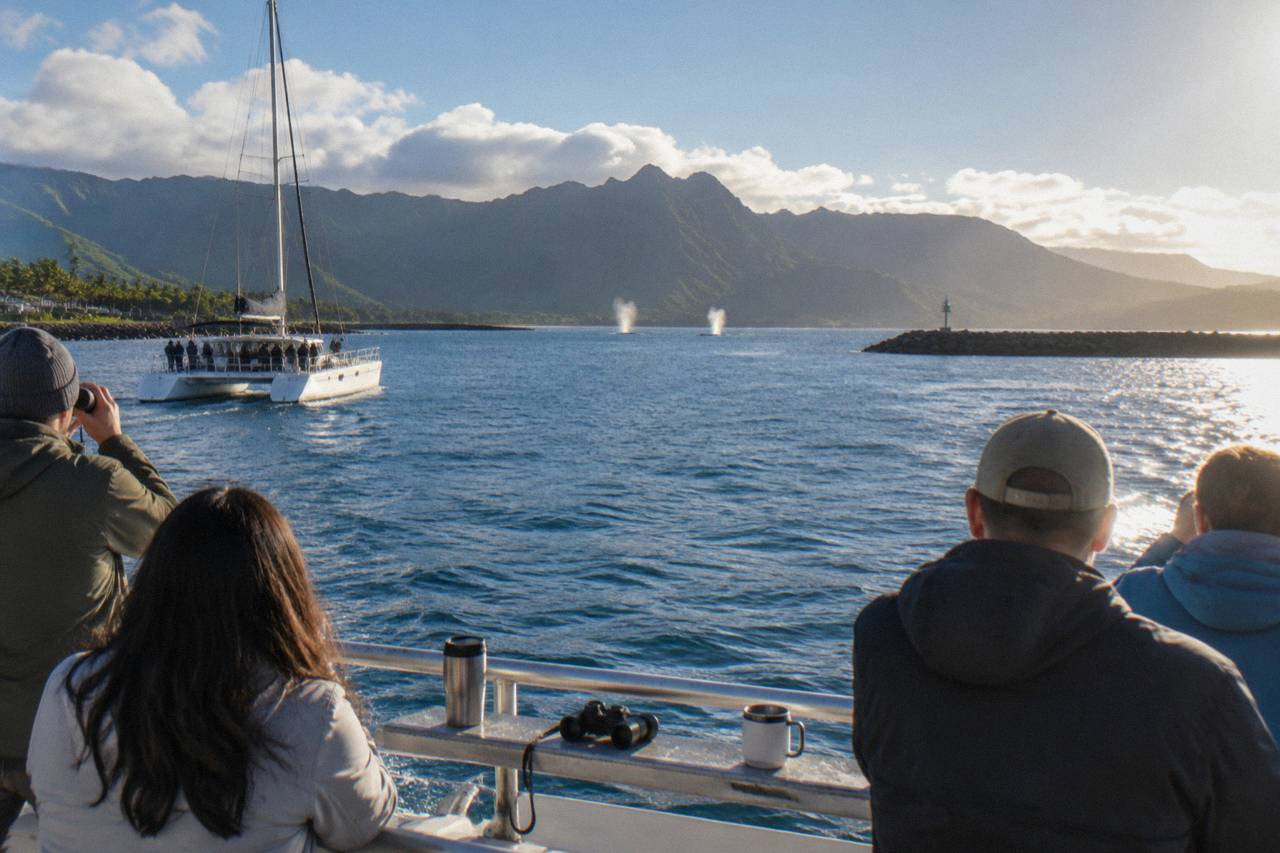 Kauai whale watching